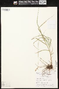 Carex projecta image