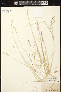 Carex projecta image