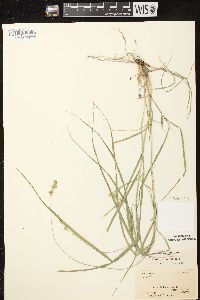 Carex projecta image