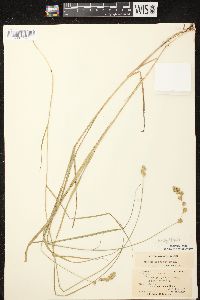 Carex projecta image