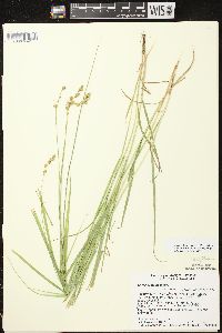 Carex projecta image