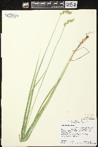 Carex projecta image