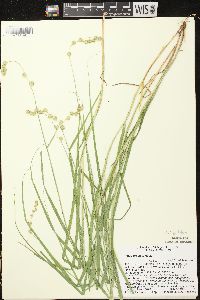 Carex projecta image