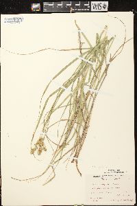 Carex projecta image