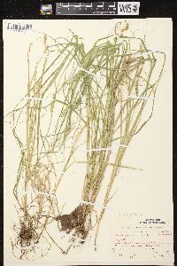 Carex projecta image