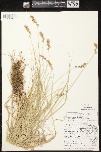 Carex projecta image