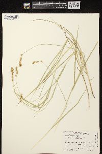 Carex projecta image