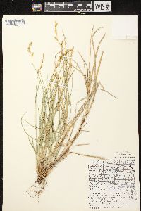 Carex projecta image