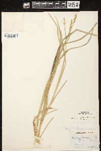 Carex projecta image