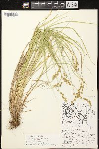 Carex projecta image