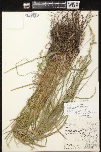 Carex projecta image
