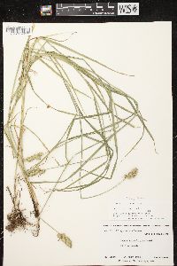 Carex tribuloides var. tribuloides image