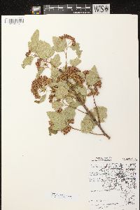 Physocarpus opulifolius var. opulifolius image