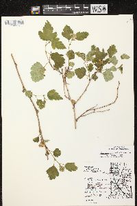 Physocarpus opulifolius var. opulifolius image