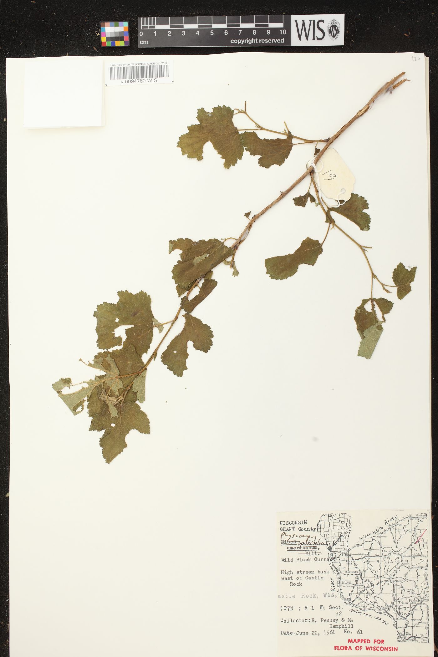 Physocarpus opulifolius var. opulifolius image