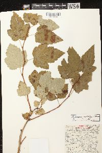 Physocarpus opulifolius image