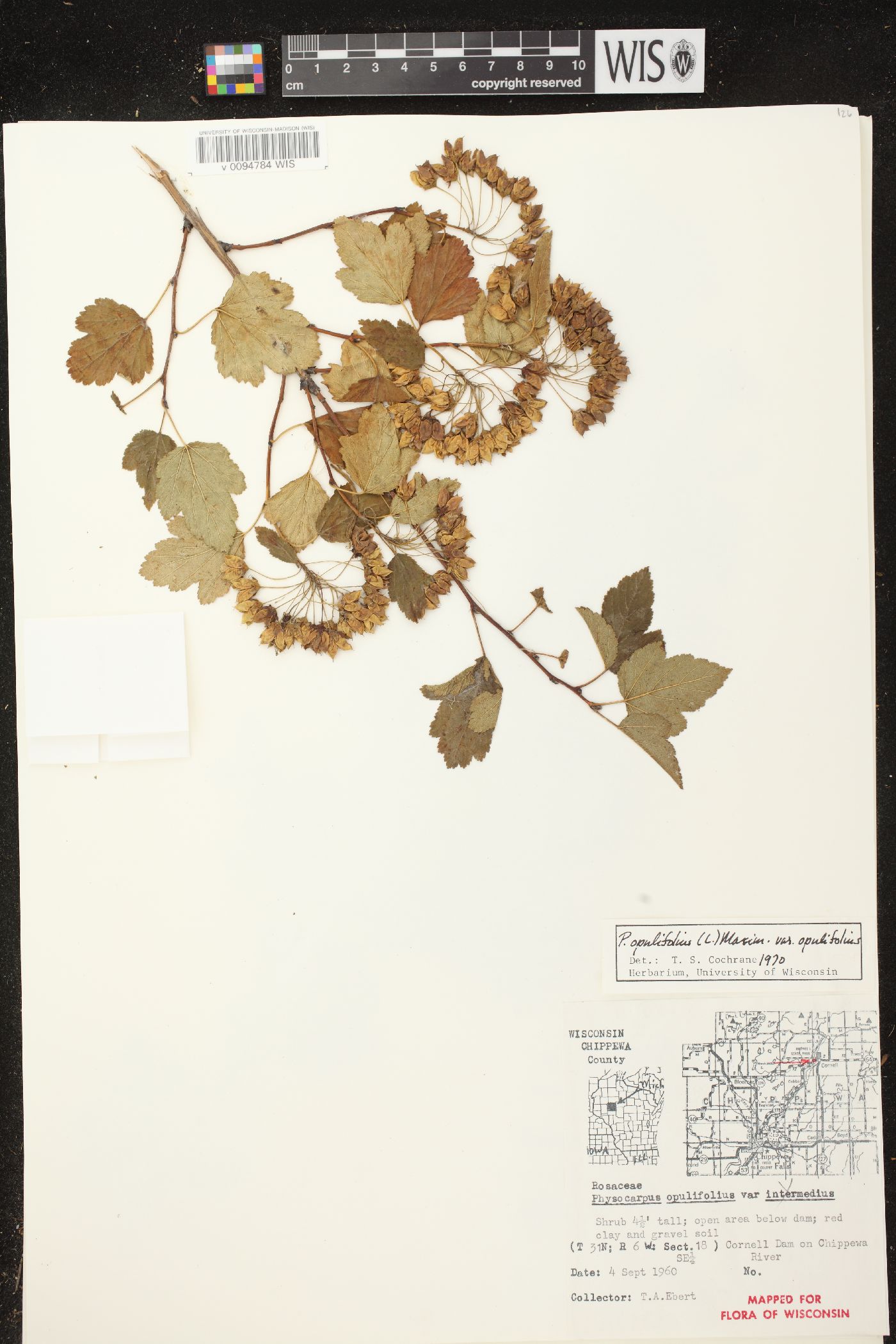 Physocarpus opulifolius var. opulifolius image