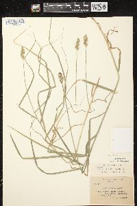 Carex tribuloides var. tribuloides image