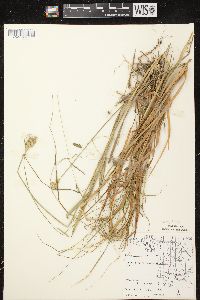 Carex tribuloides var. tribuloides image