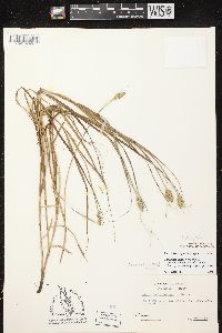 Carex tribuloides var. tribuloides image