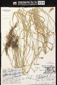 Carex tribuloides var. tribuloides image