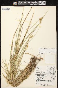 Carex tribuloides var. tribuloides image