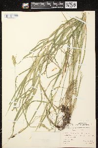 Carex tribuloides var. tribuloides image