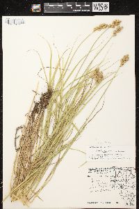 Carex tribuloides var. tribuloides image