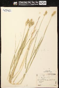 Carex tribuloides var. tribuloides image