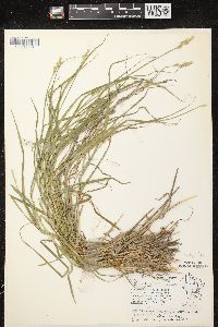 Carex tribuloides var. tribuloides image