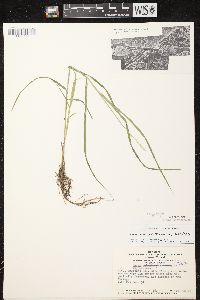 Carex tribuloides var. tribuloides image