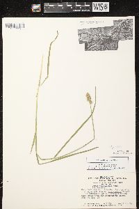 Carex tribuloides var. tribuloides image