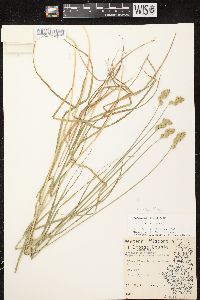 Carex tribuloides var. tribuloides image