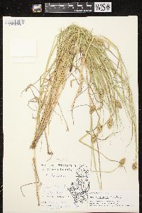 Carex tribuloides var. tribuloides image