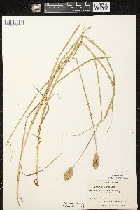 Carex tribuloides var. tribuloides image