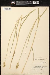 Carex tribuloides var. tribuloides image