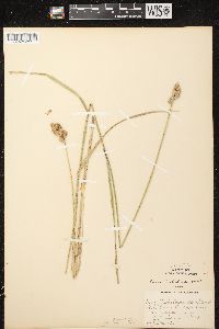 Carex tribuloides var. tribuloides image