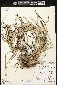 Carex tribuloides var. tribuloides image