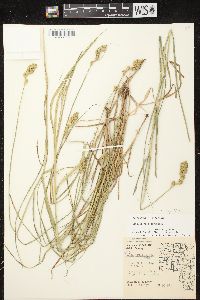 Carex tribuloides var. tribuloides image