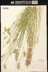 Carex tribuloides var. tribuloides image