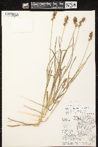 Carex tribuloides var. tribuloides image