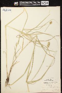 Carex tribuloides var. tribuloides image