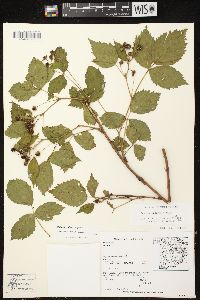 Rubus frondosus image