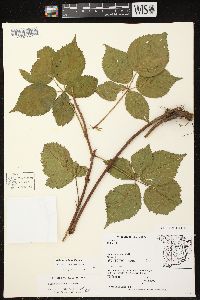 Rubus frondosus image