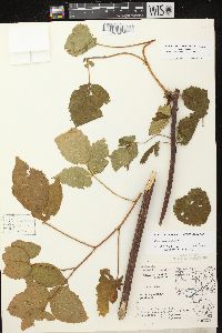 Rubus allegheniensis image