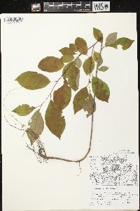 Prunus virginiana var. virginiana image