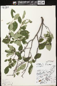 Prunus virginiana var. virginiana image