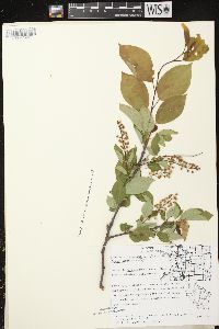 Prunus virginiana var. virginiana image