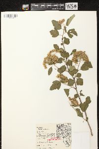 Physocarpus opulifolius var. intermedius image
