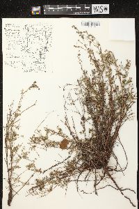 Potentilla argentea image